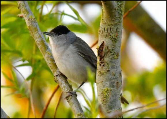 Blackcap 110419
