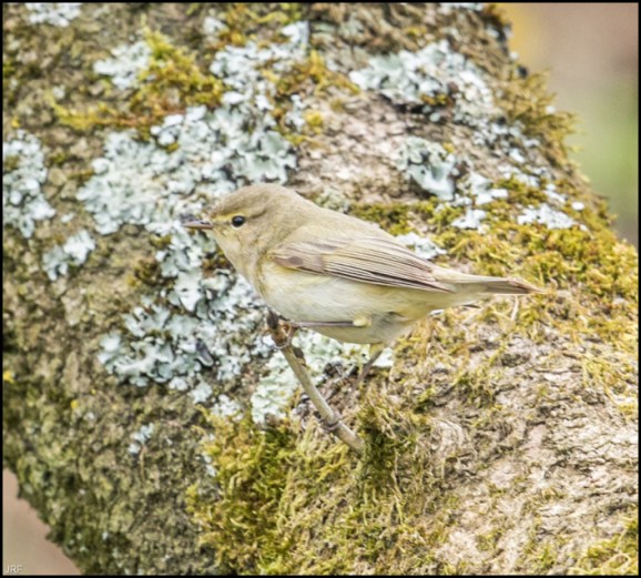 Chiffchaff 120419