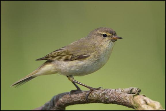 Chiffchaff 200419