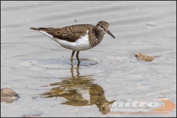 Common Sandpiper 280419