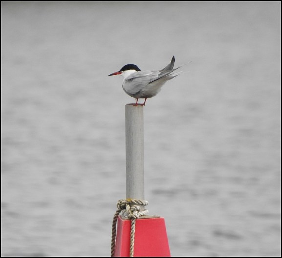 Common Tern 230419