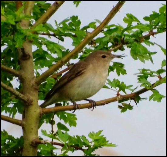 Garden Warbler 230419