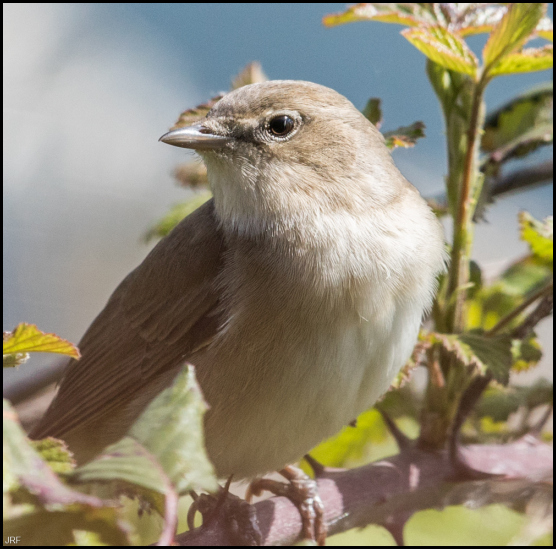 Garden Warbler 290419