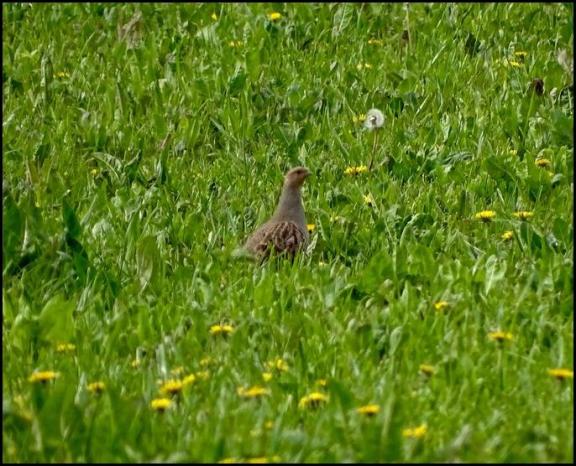Grey Partridge 230419