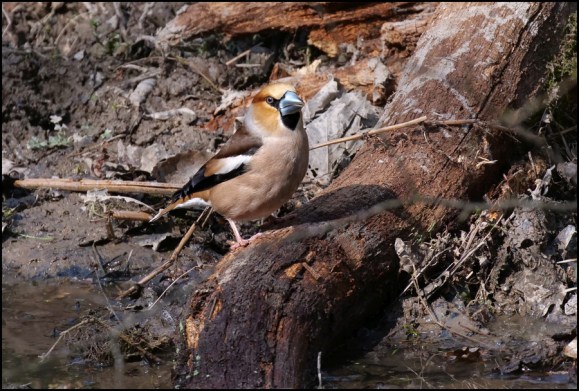 Hawfinch 010419.jpg