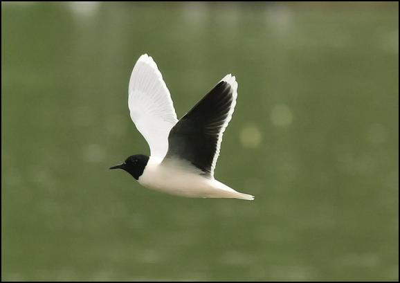 Little Gull 230419 1