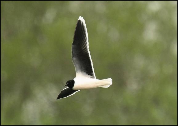 Little Gull 230419 2