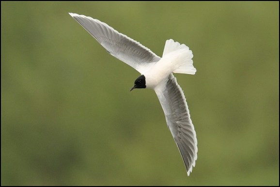 Little Gull 230419 3