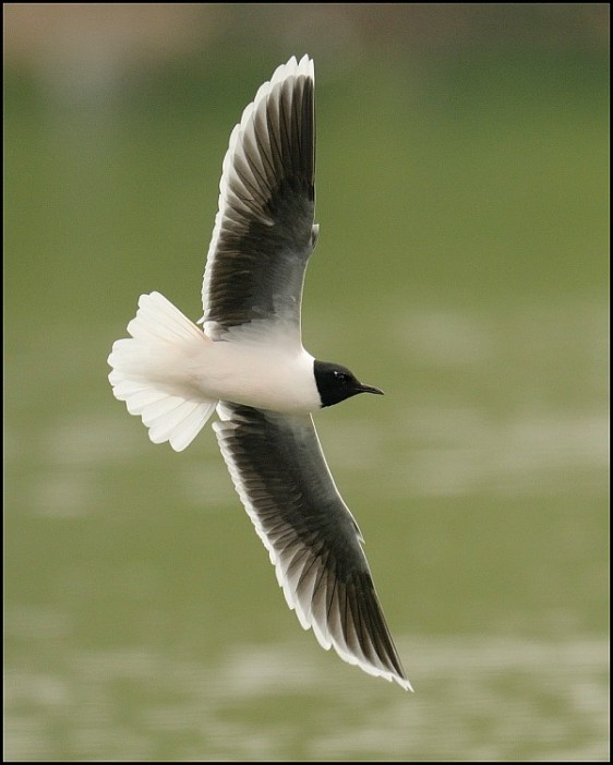 Little Gull 230419 4