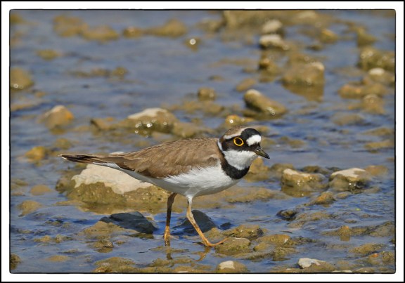 Little Ringed Plover 190419 1
