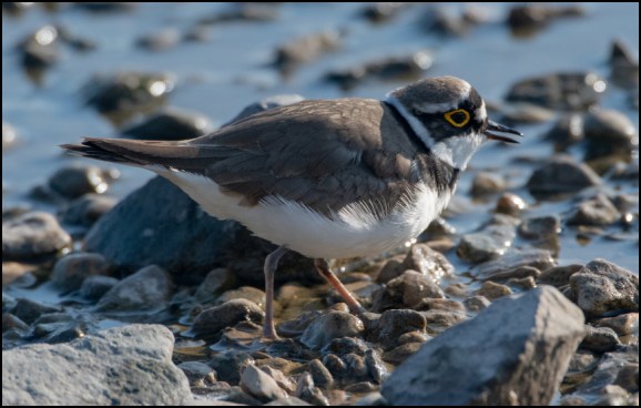 Little Ringed Plover 210419