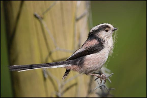 Long-tailed Tit 200419