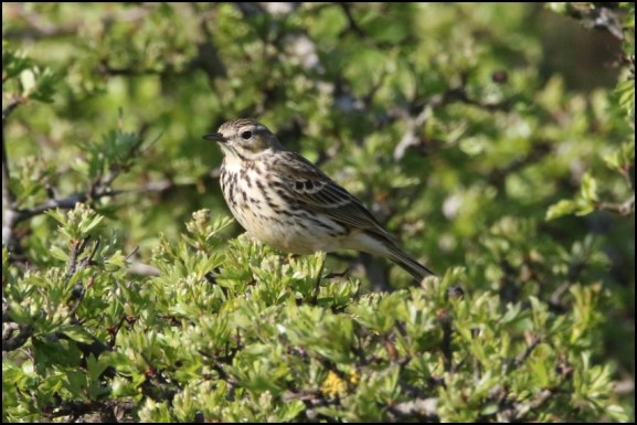 Meadow Pipit 210419
