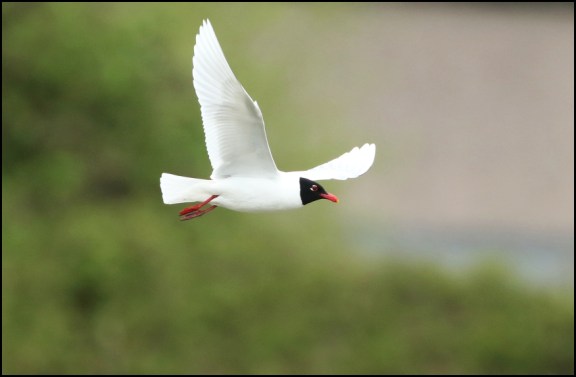 Mediterranean Gull 250419