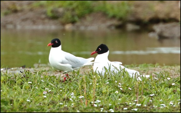 Mediterranean Gulls 250419