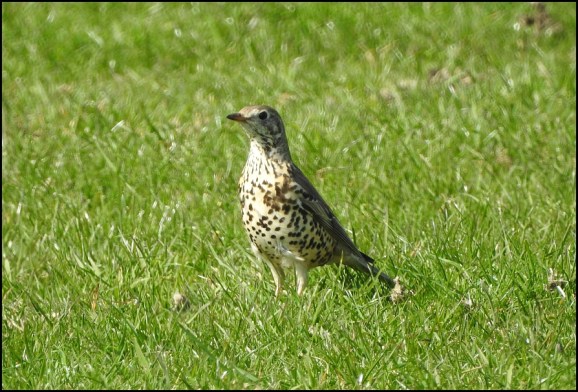 Mistle Thrush 010419