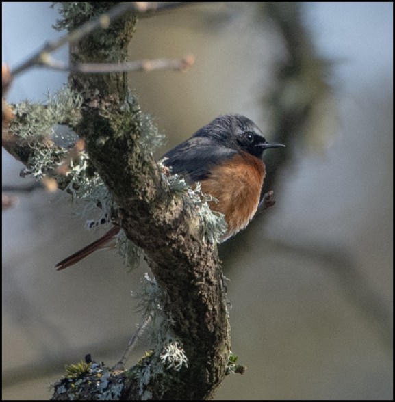 Redstart 200419