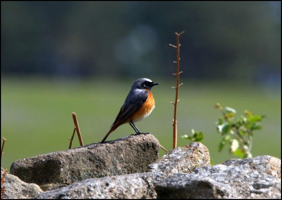 Redstart 260419