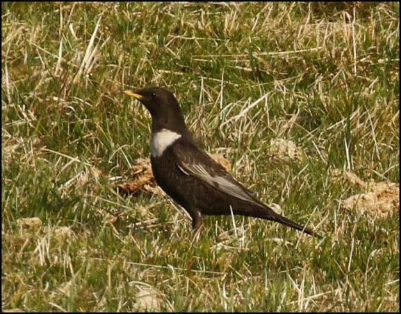 Ring Ouzel 220419