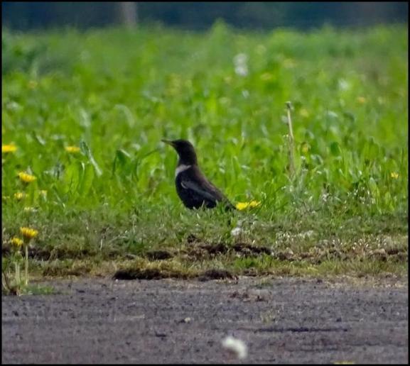 Ring Ouzel 230419