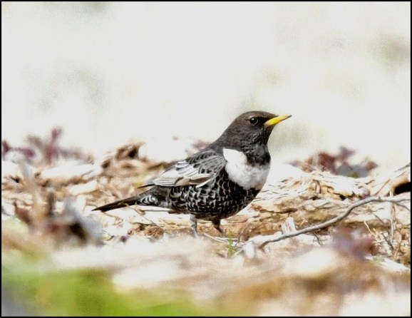 Ring Ouzel alpestris 150419