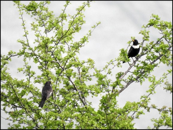 Ring Ouzels 230419
