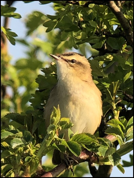 Sedge Warbler 200419