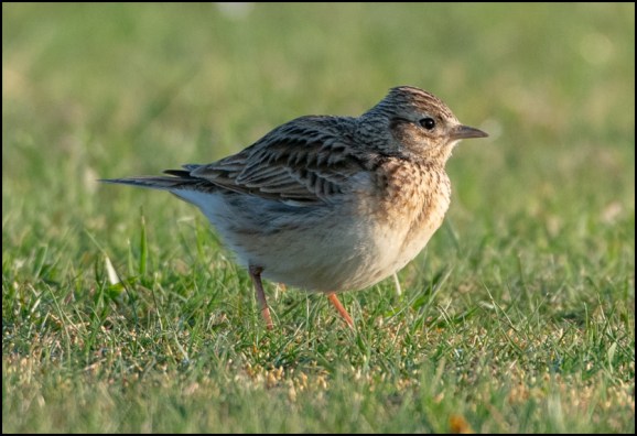 Skylark 210419