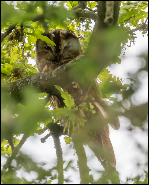 Tawny Owl 280419