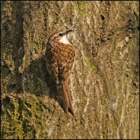 Treecreeper 220419.jpg