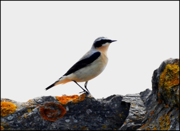 Wheatear 170419
