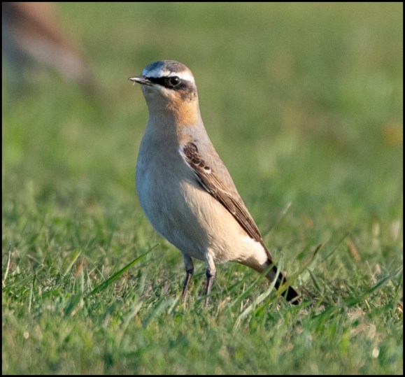 Wheatear 210419