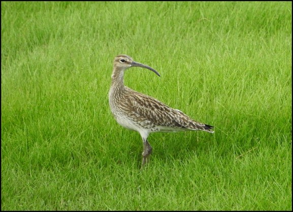 Whimbrel 250419