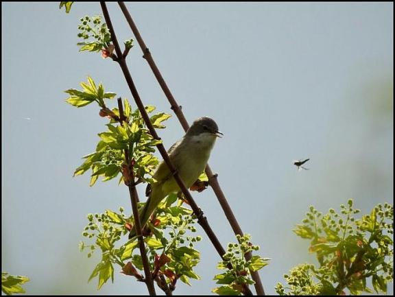 Whitethroat 290419