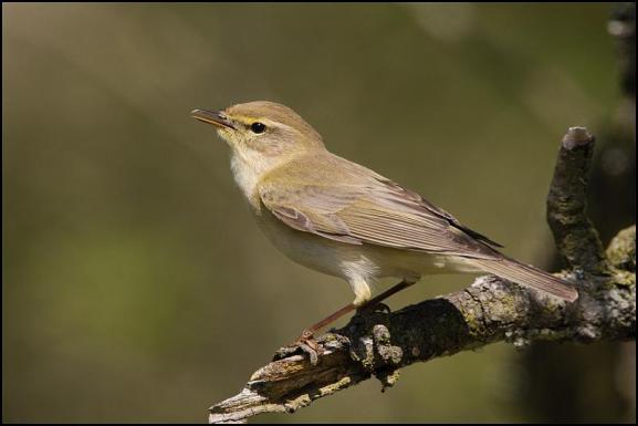 Willow Warbler 200419