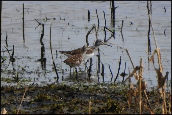 Wood Sandpiper &amp; Green Sandpiper 180419