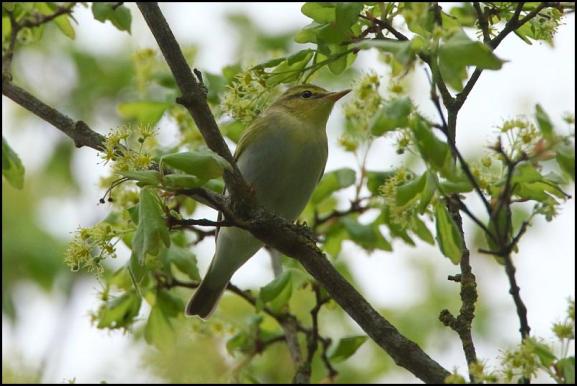 Wood Warbler 260419 2