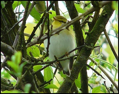 Wood Warbler 260419