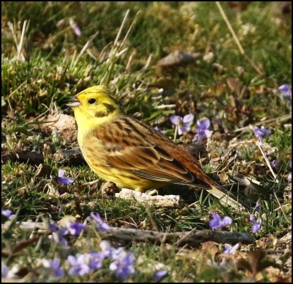 Yellowhammer 220419.jpg