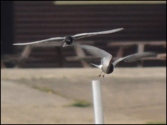 BlackTerns 070519
