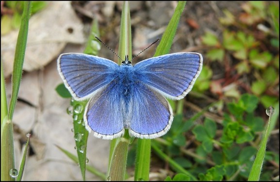 Common Blue 300519