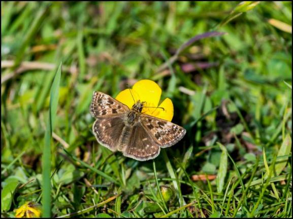 Dingy Skipper 160519