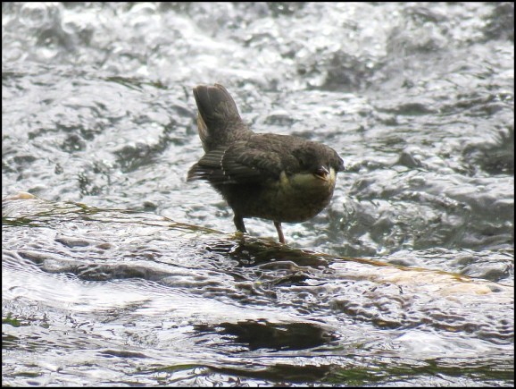 Dipper juv 020519