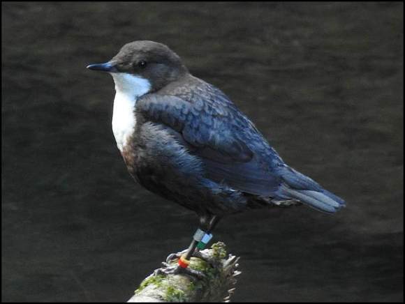 Dipper ringed 270519