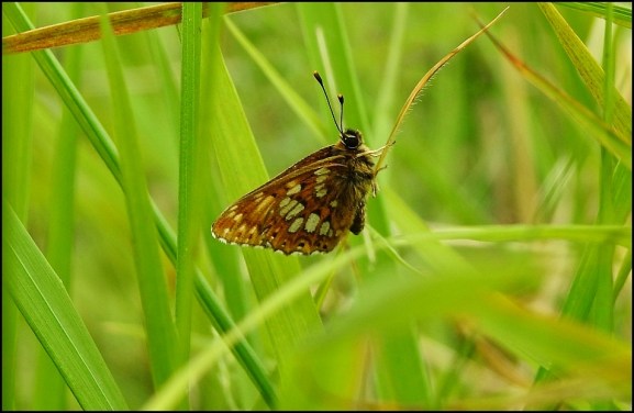 Duke of Burgundy 280519