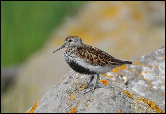 Dunlin 220519