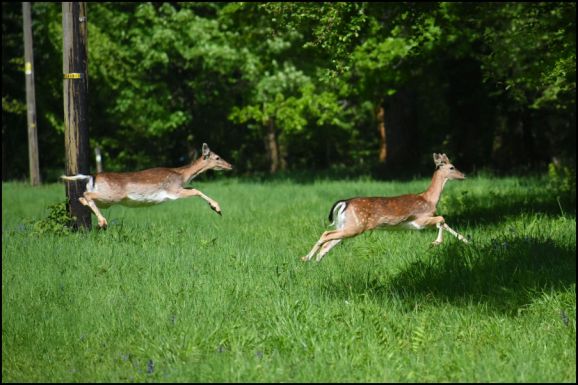Fallow Deer 150519