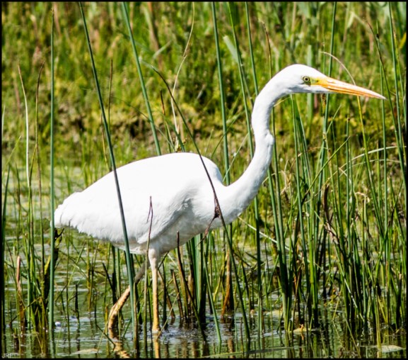 Great White Egret 220519