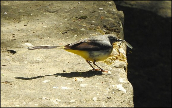 Grey Wagtail 300519