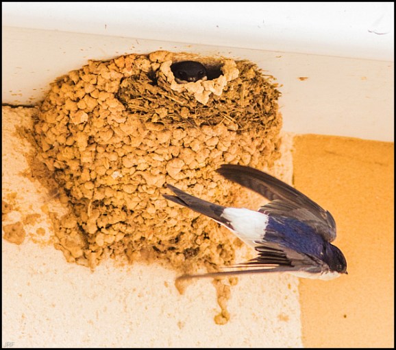 House Martin 250519